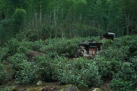 300塊錢的金駿眉能喝嗎，兩三百多金駿眉和一千多區(qū)別