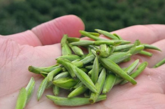 什么綠茶茶葉唇齒留香，哪個品種綠茶香氣好？