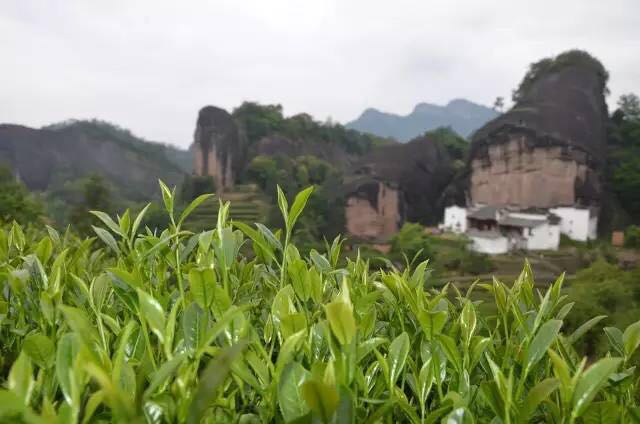 武夷山為什么盛產(chǎn)茶葉，武夷山茶為什么好喝？