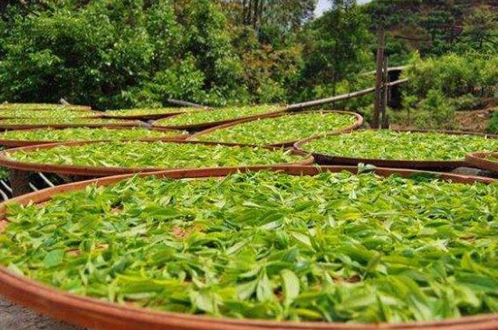 單叢茶十大香型以及常見品種大全，潮安鳳凰單樅十大名香歸類