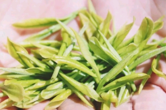 龍井是明前的好還是雨前的好，明前茶和雨前茶哪個好喝？