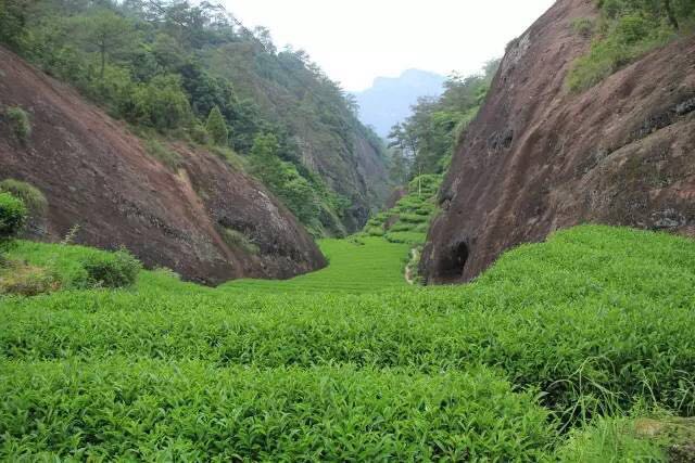 武夷山為什么盛產(chǎn)茶葉，武夷山茶為什么好喝？