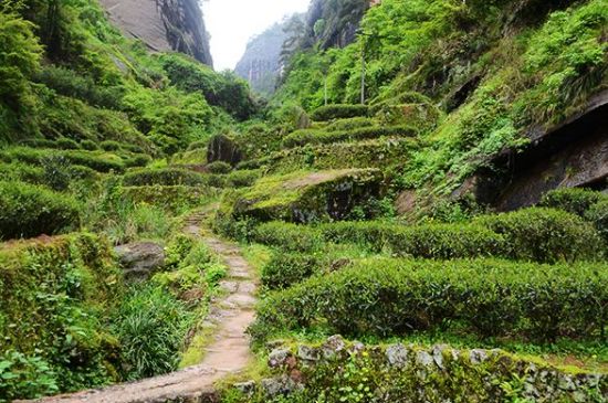 肉桂茶和大紅袍哪個貴，武夷山肉桂與大紅袍的價格比較