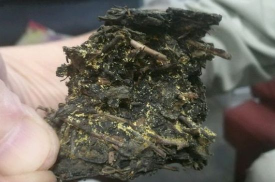 伏茶里的金花是黃曲霉素嗎，金花茯茶里的是什么菌