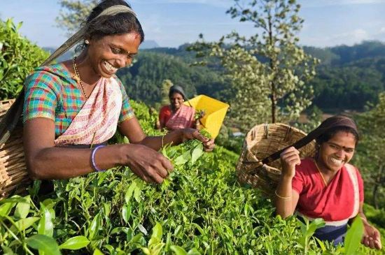 中國最好紅茶排名，中國最著名的十大紅茶