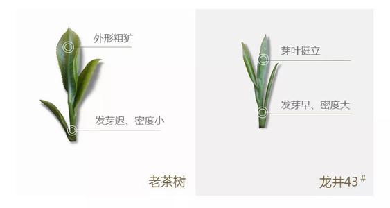 43號(hào)龍井屬于好茶嗎，龍井茶43號(hào)是什么意思？