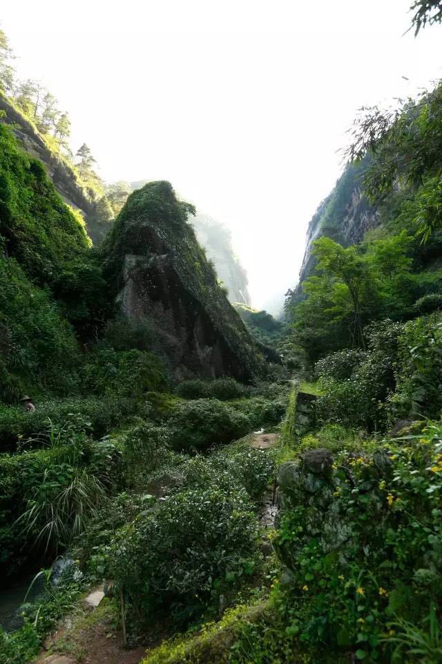 武夷山為什么盛產(chǎn)茶葉，武夷山茶為什么好喝？