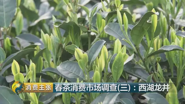 龍井群體種和43號(hào)的區(qū)別圖片，龍井43和群體種哪個(gè)好喝？