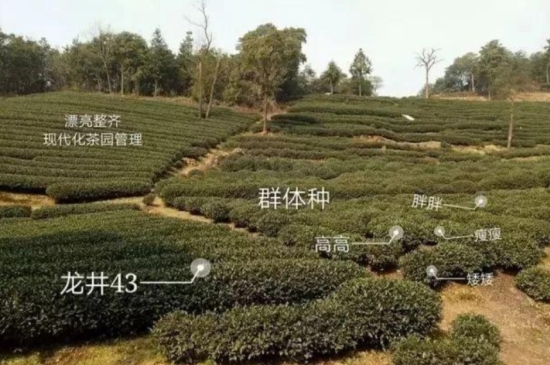 43號(hào)龍井屬于好茶嗎，龍井茶43號(hào)是什么意思？