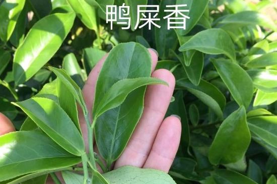鴨屎香和大烏葉是同一種茶葉嗎，單叢大烏葉和鴨屎香有什么區(qū)別？
