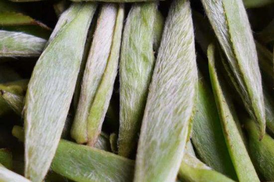 荒野銀針有什么特點(diǎn)，荒野銀針的味道口感咋樣？