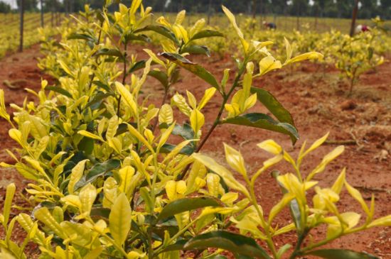 茶中奇葩黃金芽，安吉白茶中黃金芽的特點(diǎn)