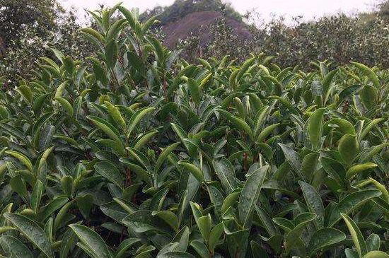 馬頭巖肉桂是大紅袍嗎，大紅袍肉桂屬于什么茶？