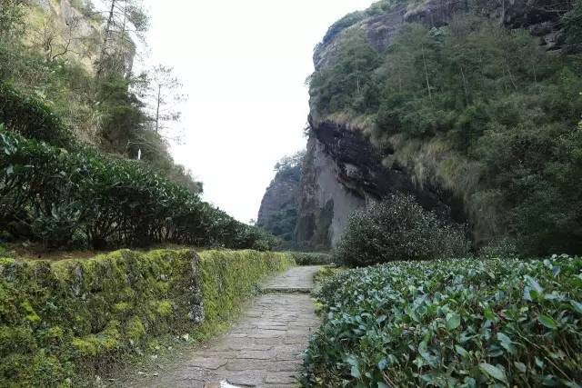 武夷山為什么盛產(chǎn)茶葉，武夷山茶為什么好喝？