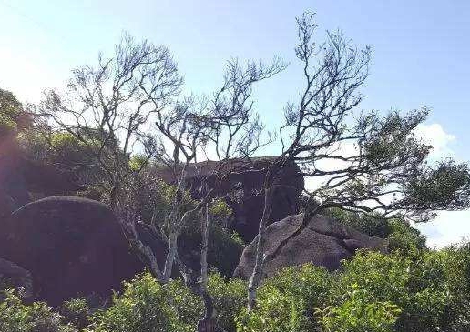 宋種一號(hào)價(jià)值為什么高，鳳凰單樅宋種1號(hào)價(jià)格與產(chǎn)量多少？