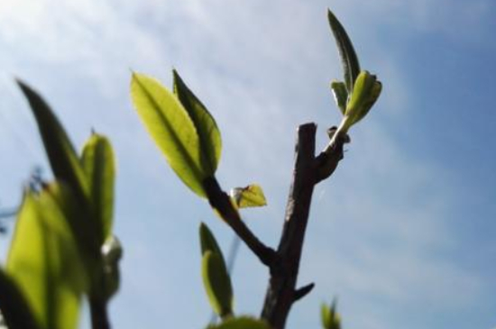 潮安鳳凰單叢十大名樅是什么，烏崠十大古樹名香品種介紹