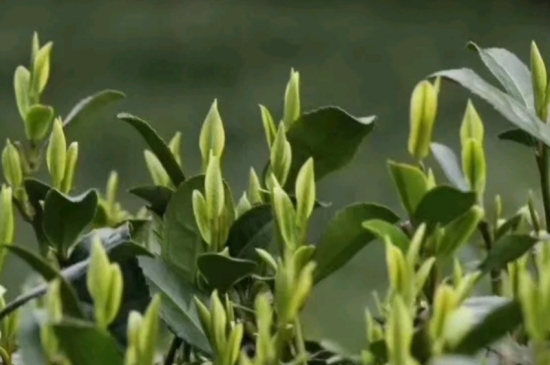 什么是雪前龍井茶，明前、雨前、雨后龍井有什么區(qū)別？