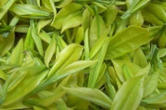 茶中奇葩黃金芽，安吉白茶中黃金芽的特點(diǎn)