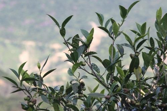 單叢茶十大香型以及常見品種大全，潮安鳳凰單樅十大名香歸類