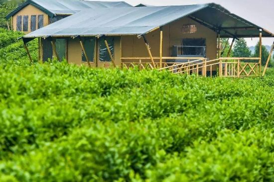 金壇雀舌算不算好茶，金壇雀舌屬于什么檔次茶葉？