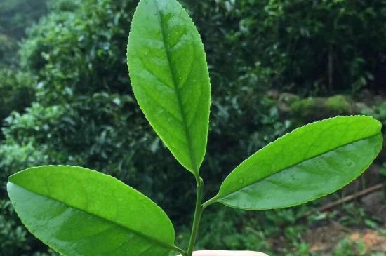 鋸朵仔跟鴨屎香哪個貴，鋸朵子和鴨屎香哪個好喝？