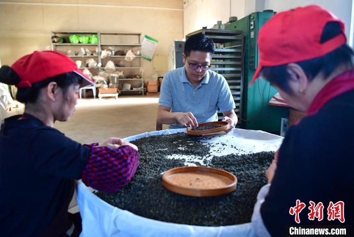 圖為張元豪在生產(chǎn)車間內(nèi)與工人一起查看茶葉品質(zhì)?！埍?攝