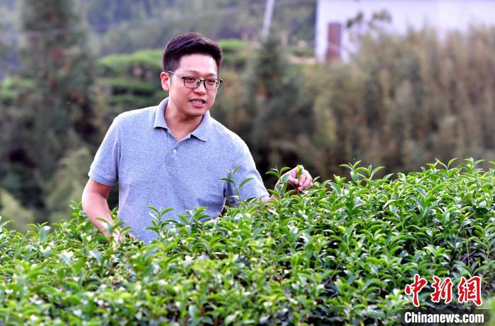 “臺二代”張元豪福建深山種茶十年：“來了，就對了”