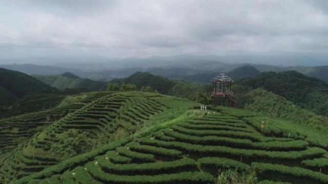 茶葉種植基地